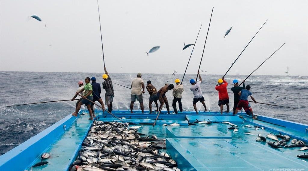 The Lifeline of the Maldives: A Historical Journey Through Fishing