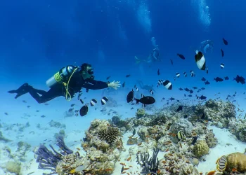 Diving Schools Drive Tourism Growth in the Maldives