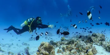 Diving Schools Drive Tourism Growth in the Maldives